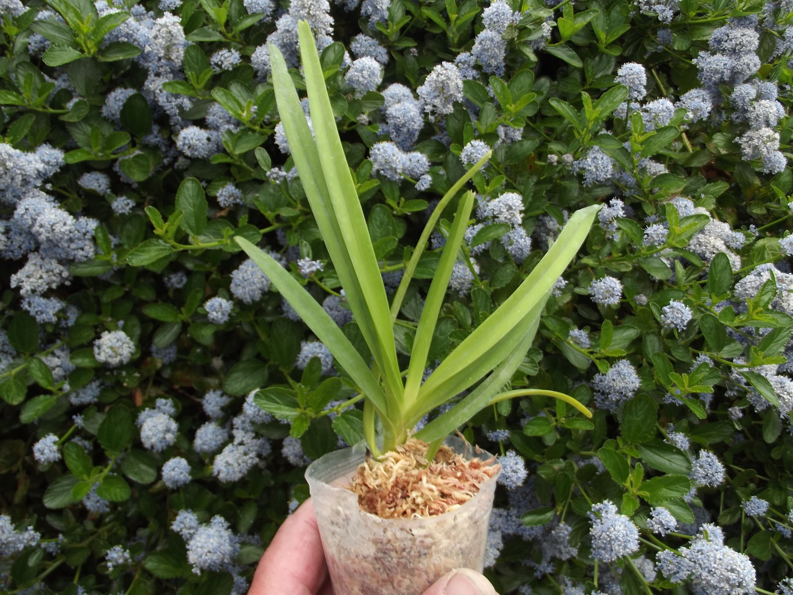 Vanda Kupperi var.alba