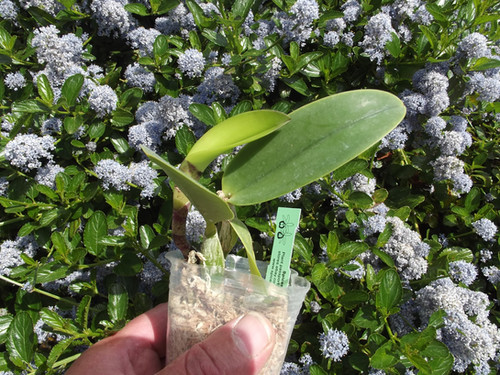 Cattleya walkeriana PA06x semialba | Spicesotic plants