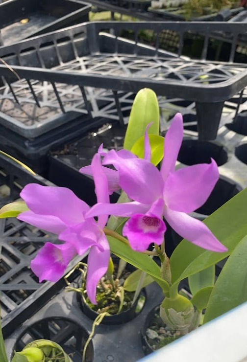 Guarianthe x guatamalensis