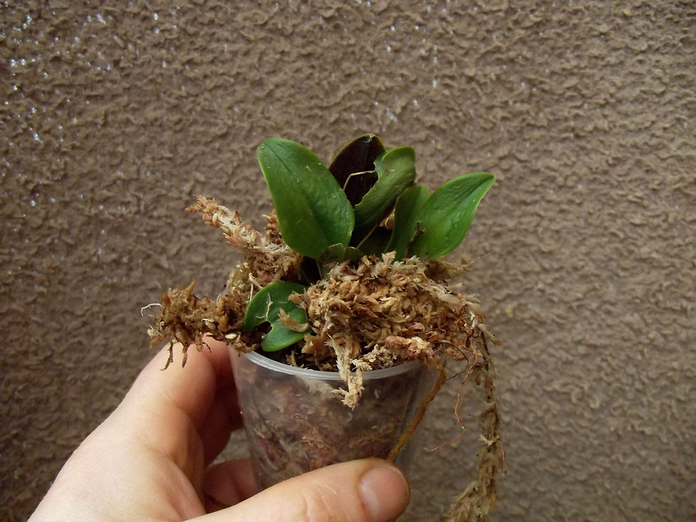 Thumbnail: Restrepia contorta orange