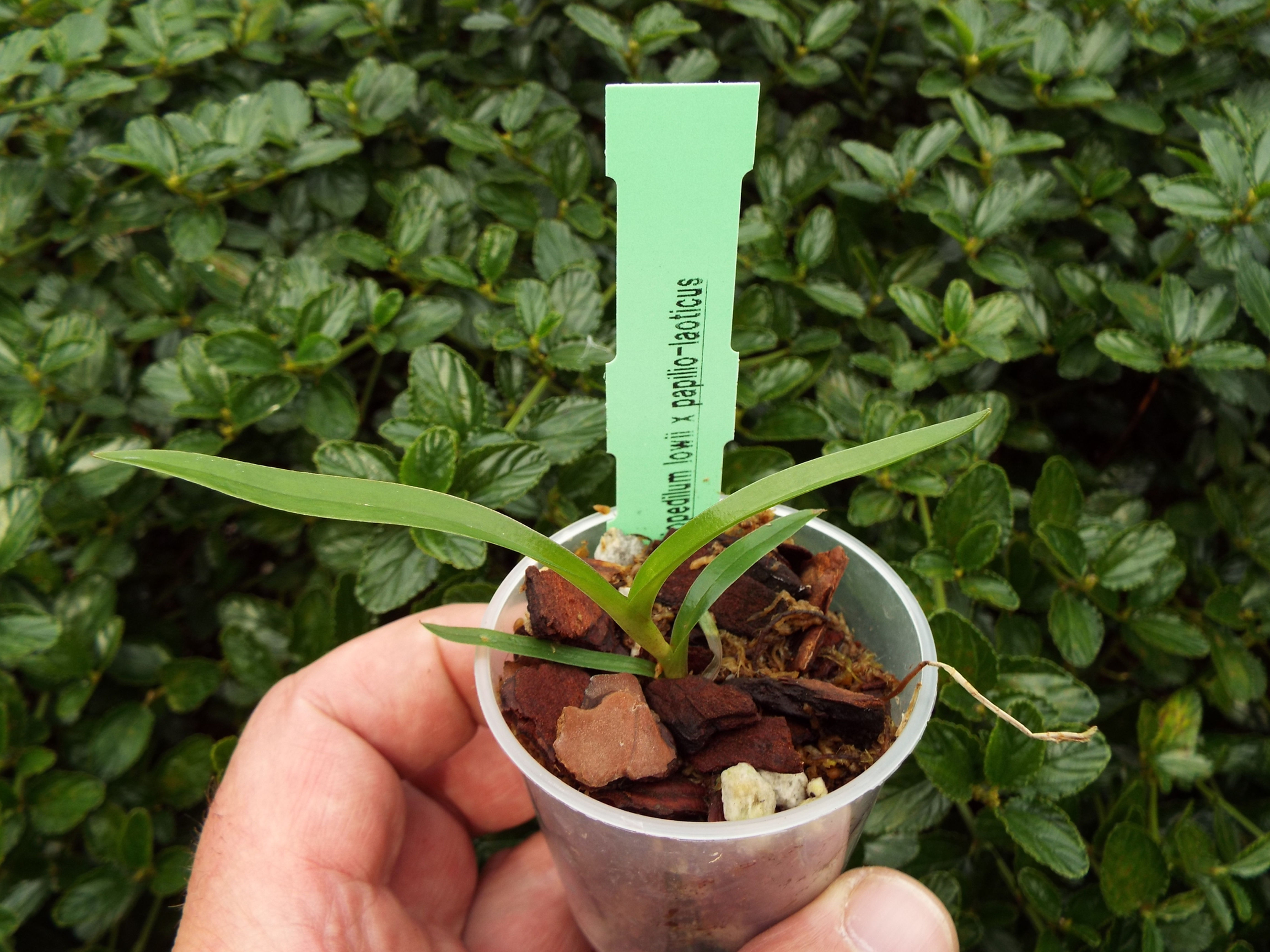 Paphiopedilum lowii x papilio-laoticus