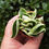 Thumbnail: Hoya carnosa Compacta variegated