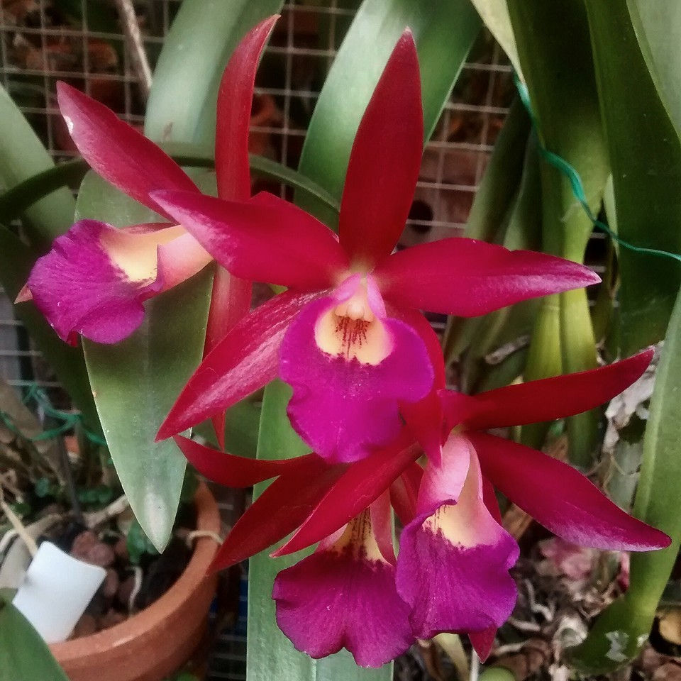 Brassocatanthe Kauai Red Drop