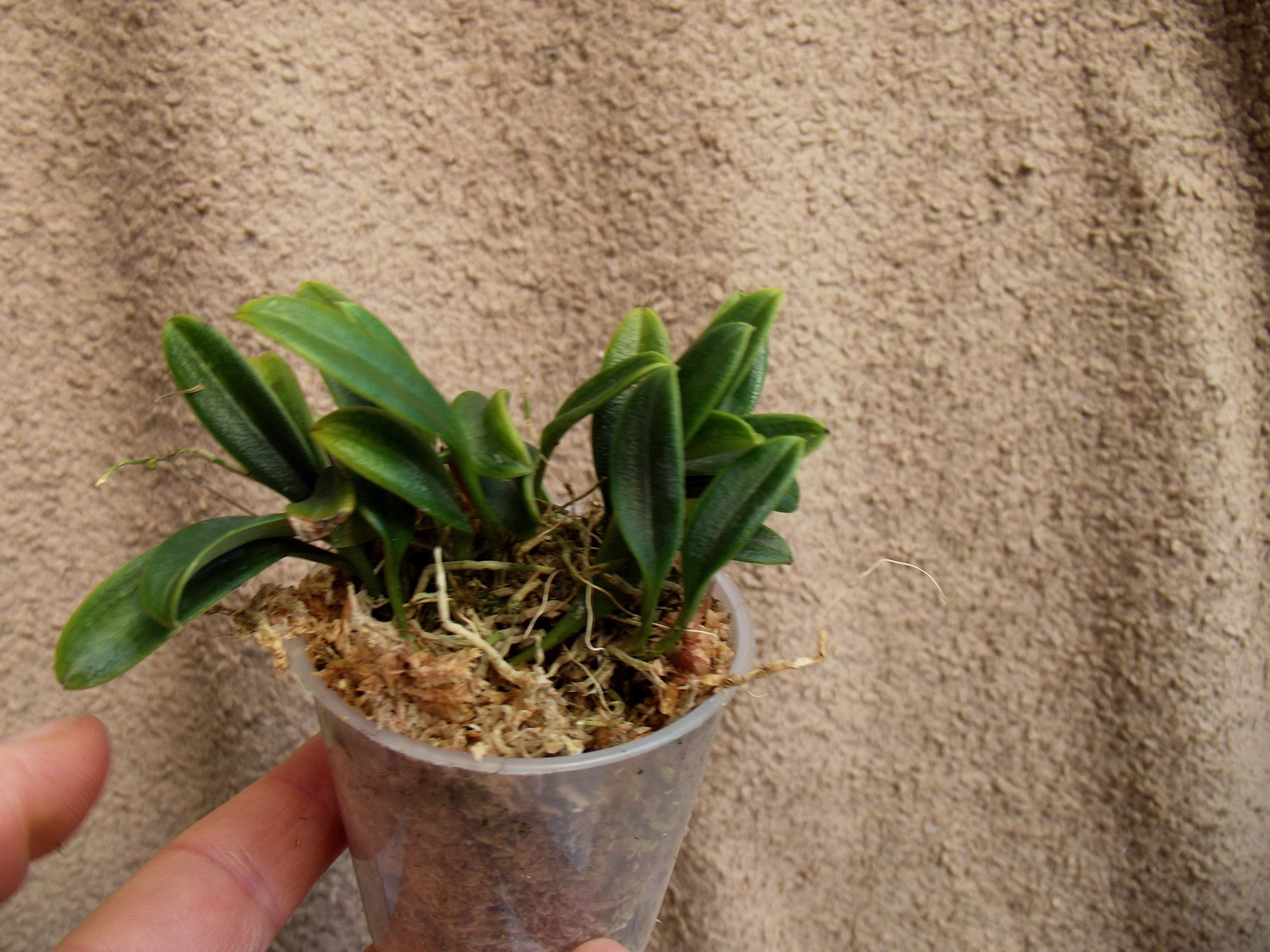 Porroglossum dalstroemii