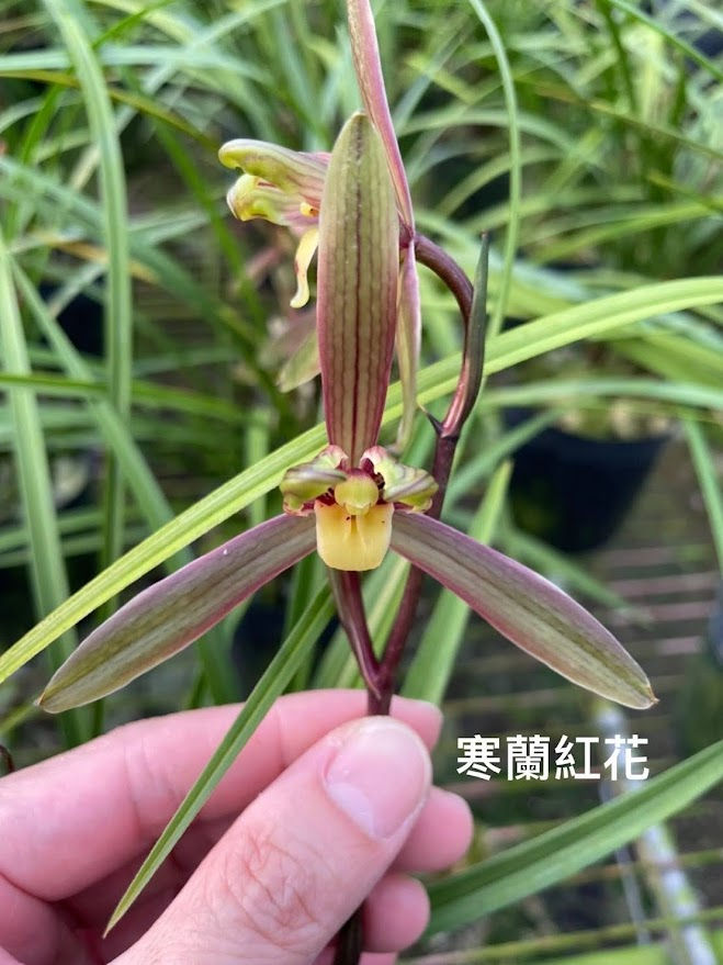 Cymbidium kanran 'Han Lan Hong Hua'