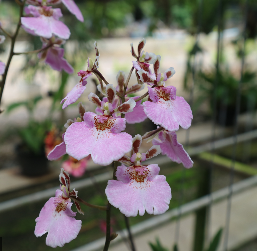 Rodrumnia Jairak Venus Sweet Pink