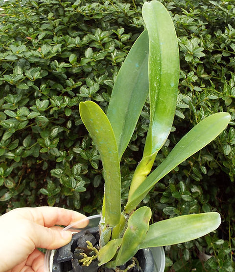 Cattleya/ Rlc. Hey Song 'Orange' | Spicesotic plants
