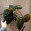 Thumbnail: Philodendron scandens 'Micans'