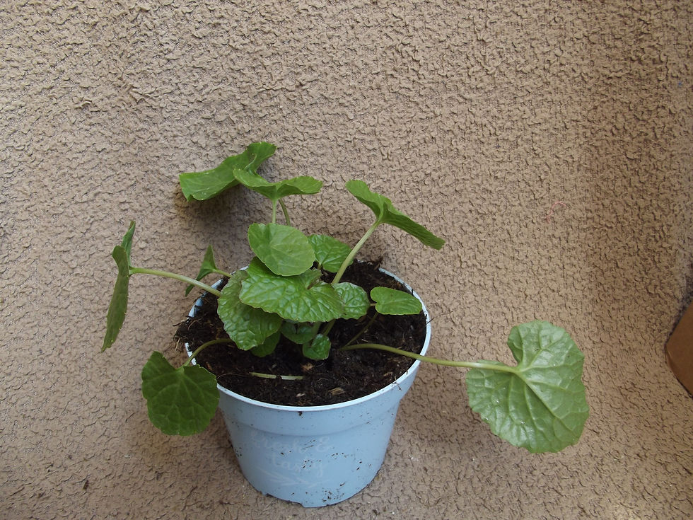 Thumbnail: Wasabi /Eutrema japonicum plant