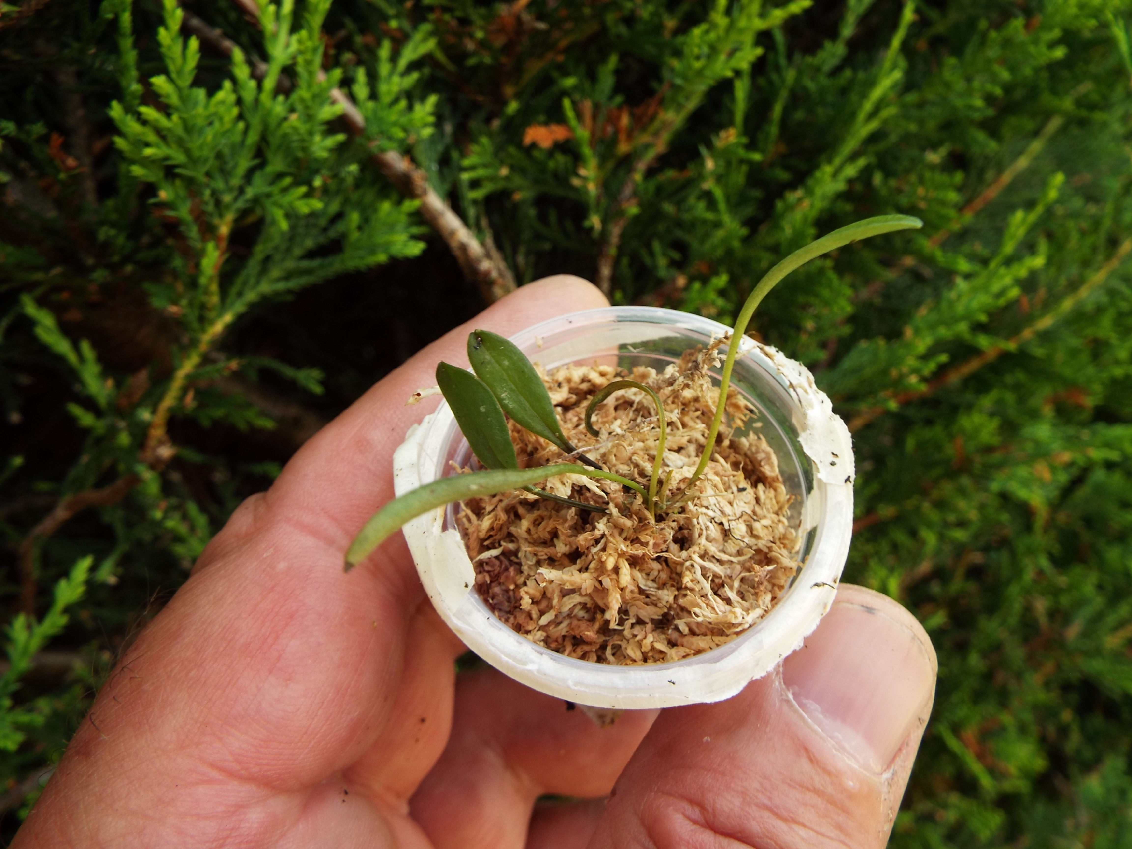 Masdevallia plantaginea