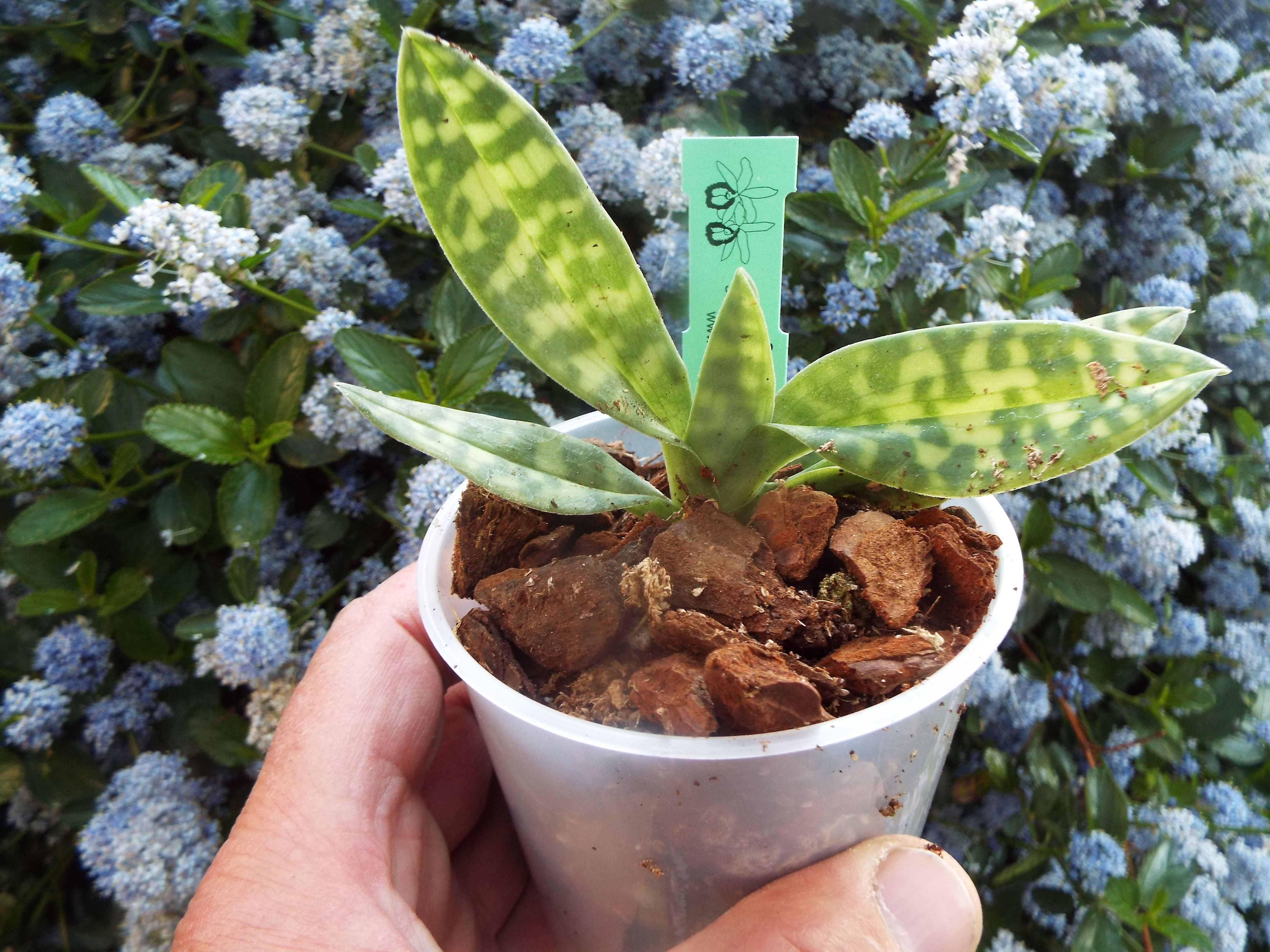 Paphiopedilum lawrenceanum