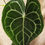 Thumbnail: Anthurium clarinervium