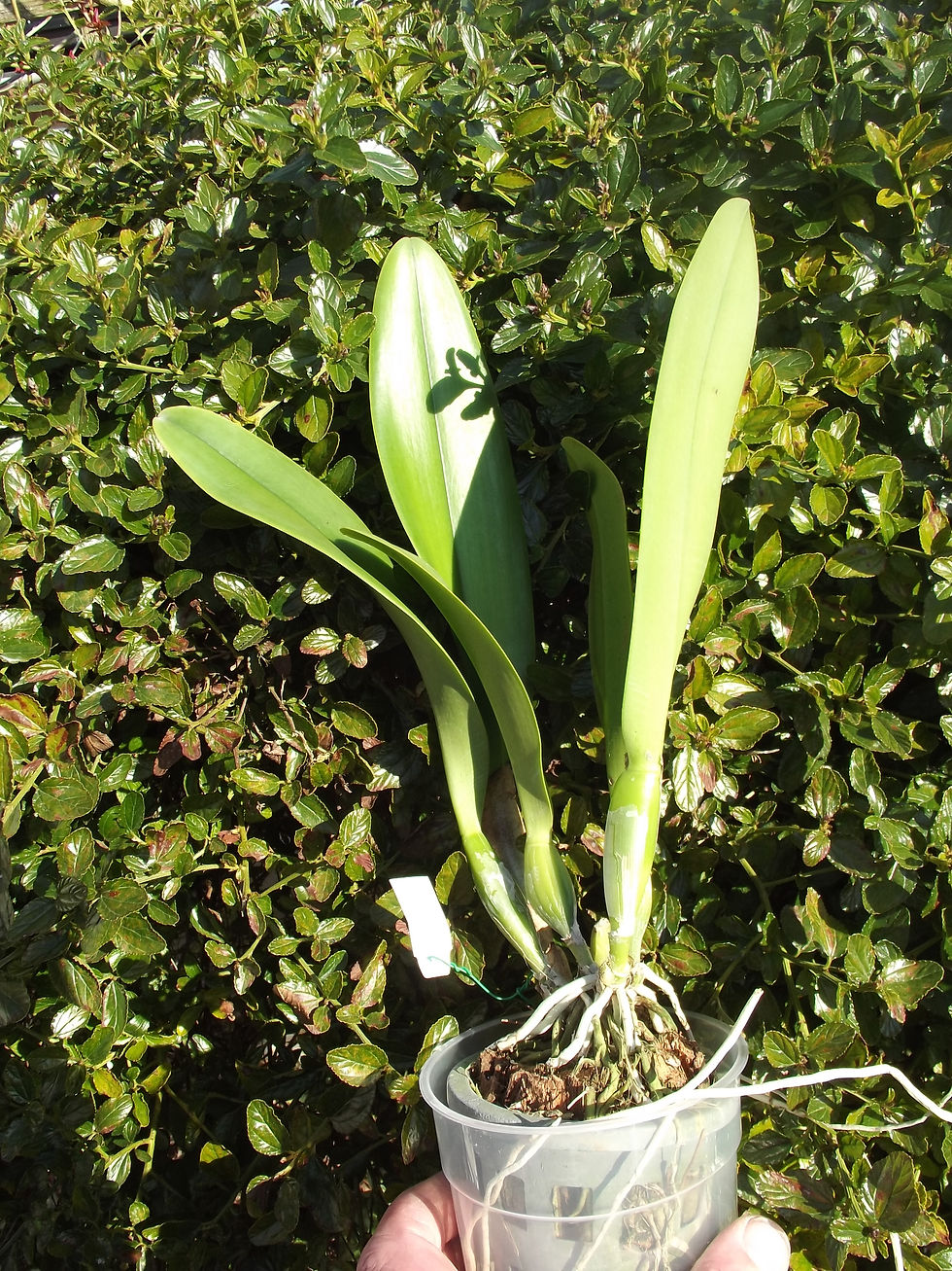 Thumbnail: Cattleya 'Krawnprapa'