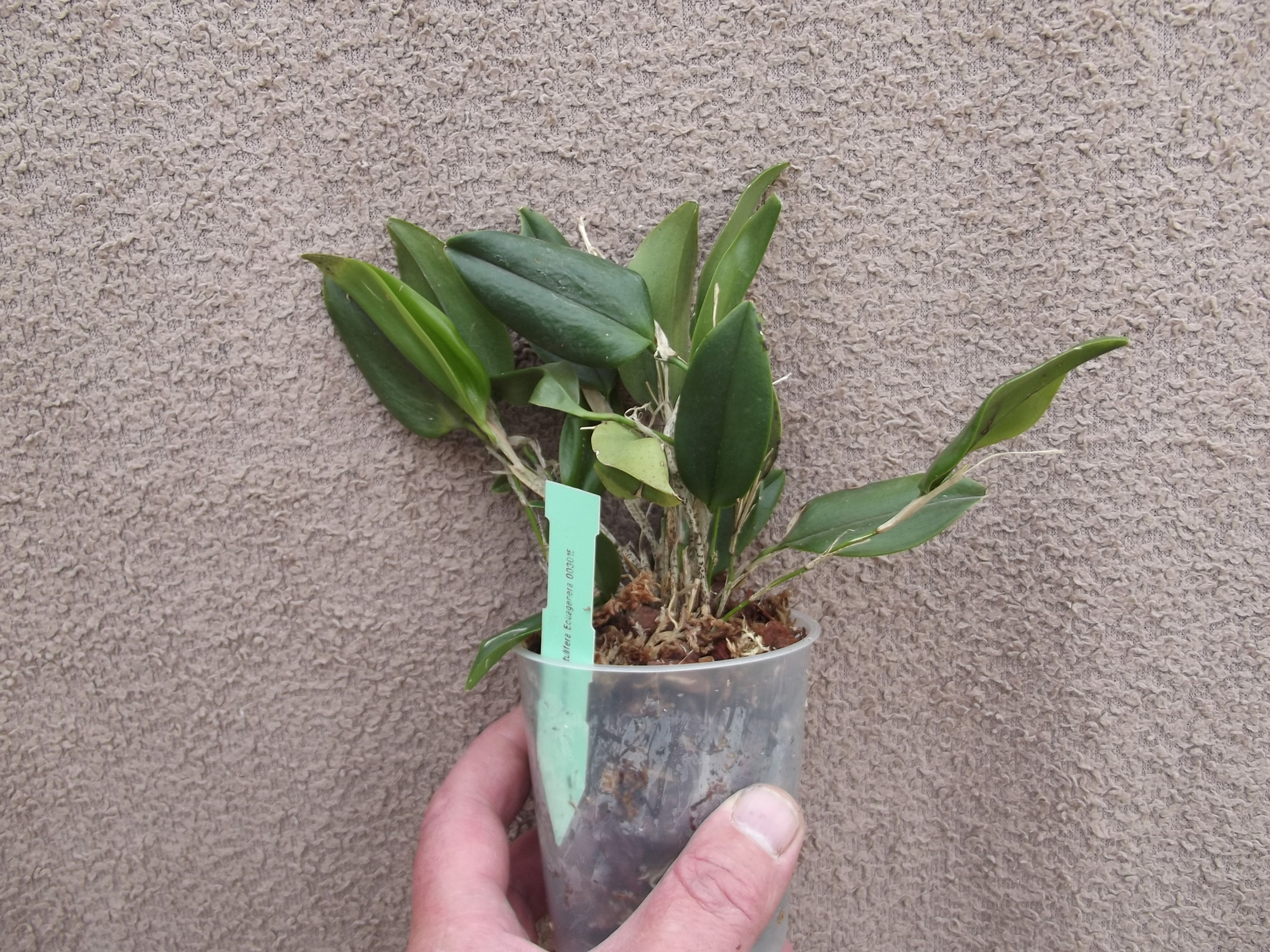 Restrepia aristulifera Ecuagenera 003015