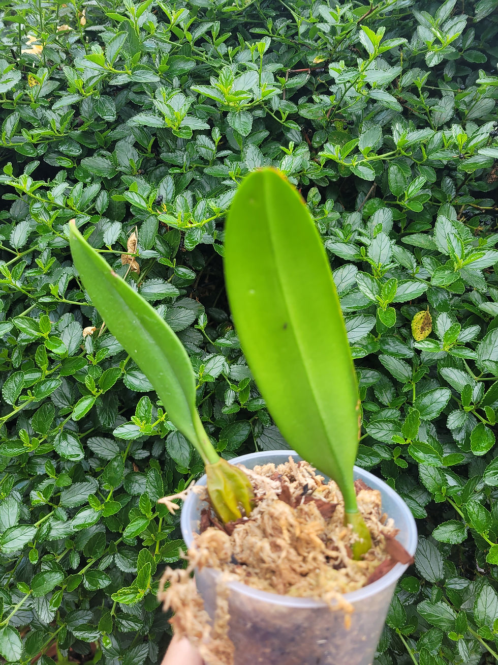 Thumbnail: Bulbophyllum Elizabeth Ann Buckleberry