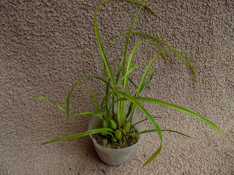 Thumbnail: Maxillaria tenuifolia yellow form