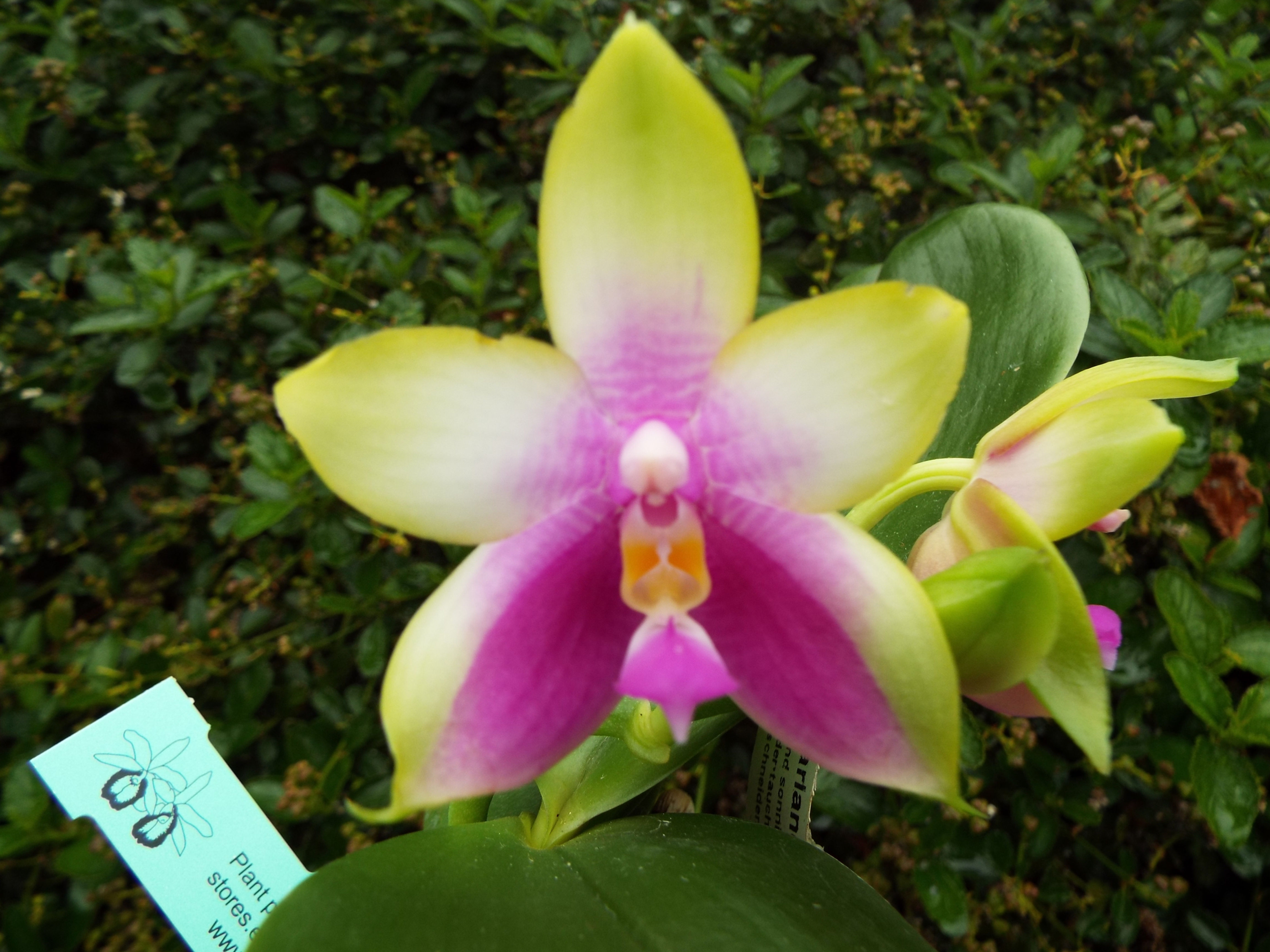 Phalaenopsis Meidarland Kaiulani 'Apple'