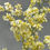 Thumbnail: Oncidium twinkle 'Fragrant Baby'