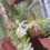 Thumbnail: Dichaea pendula