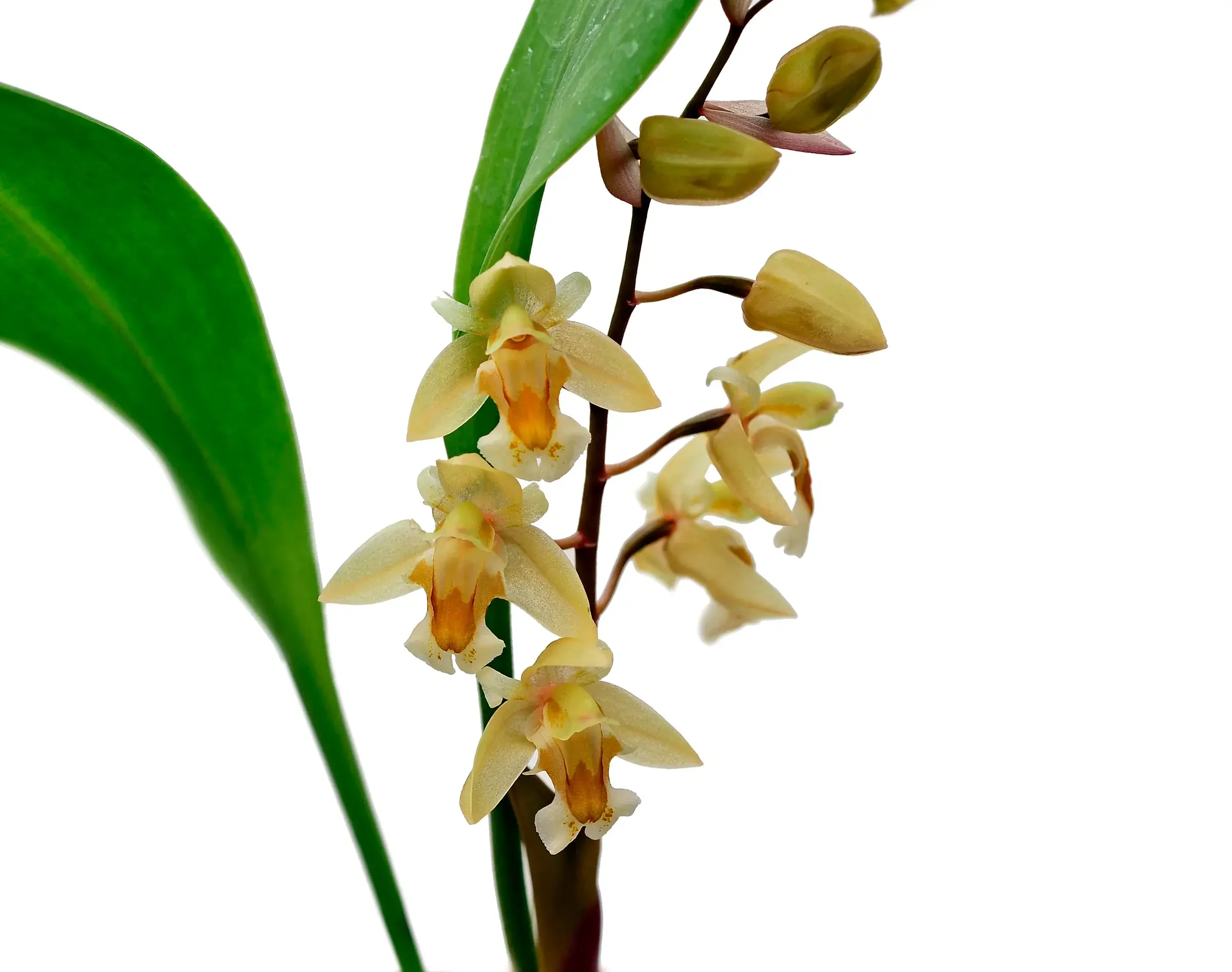 Dendrochilum auriculare