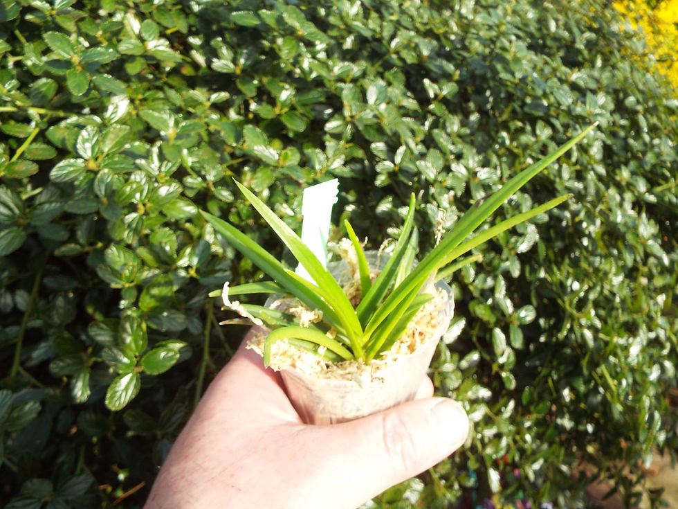 Thumbnail: Vanda Peaches