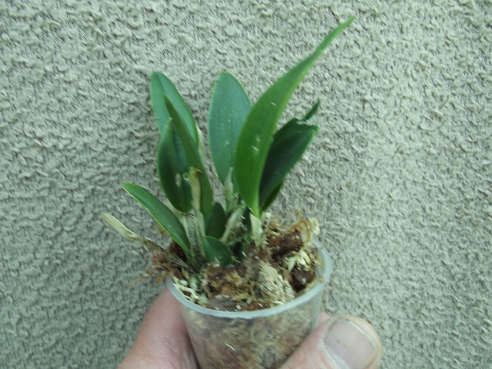 Thumbnail: Restrepia contorta