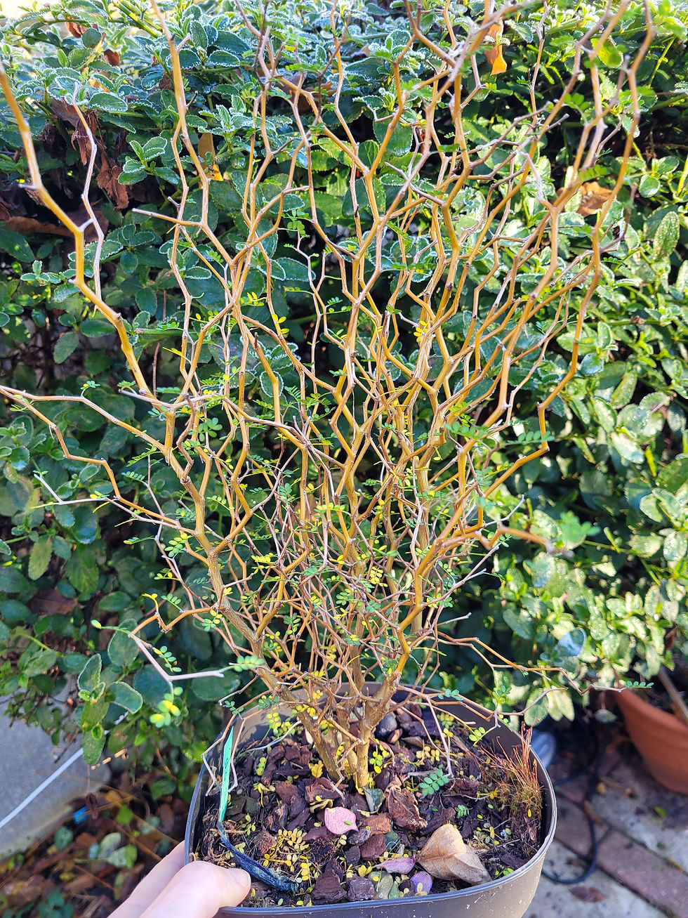 Thumbnail: Sophora prostrata 'Little Baby'