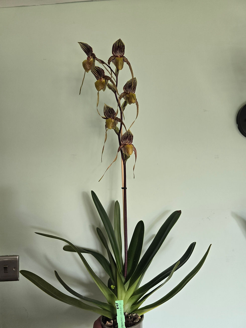 Thumbnail: Paphiopedilum philippinense `Perfecto` x Johanna Burkhardt `Sam`s Choice