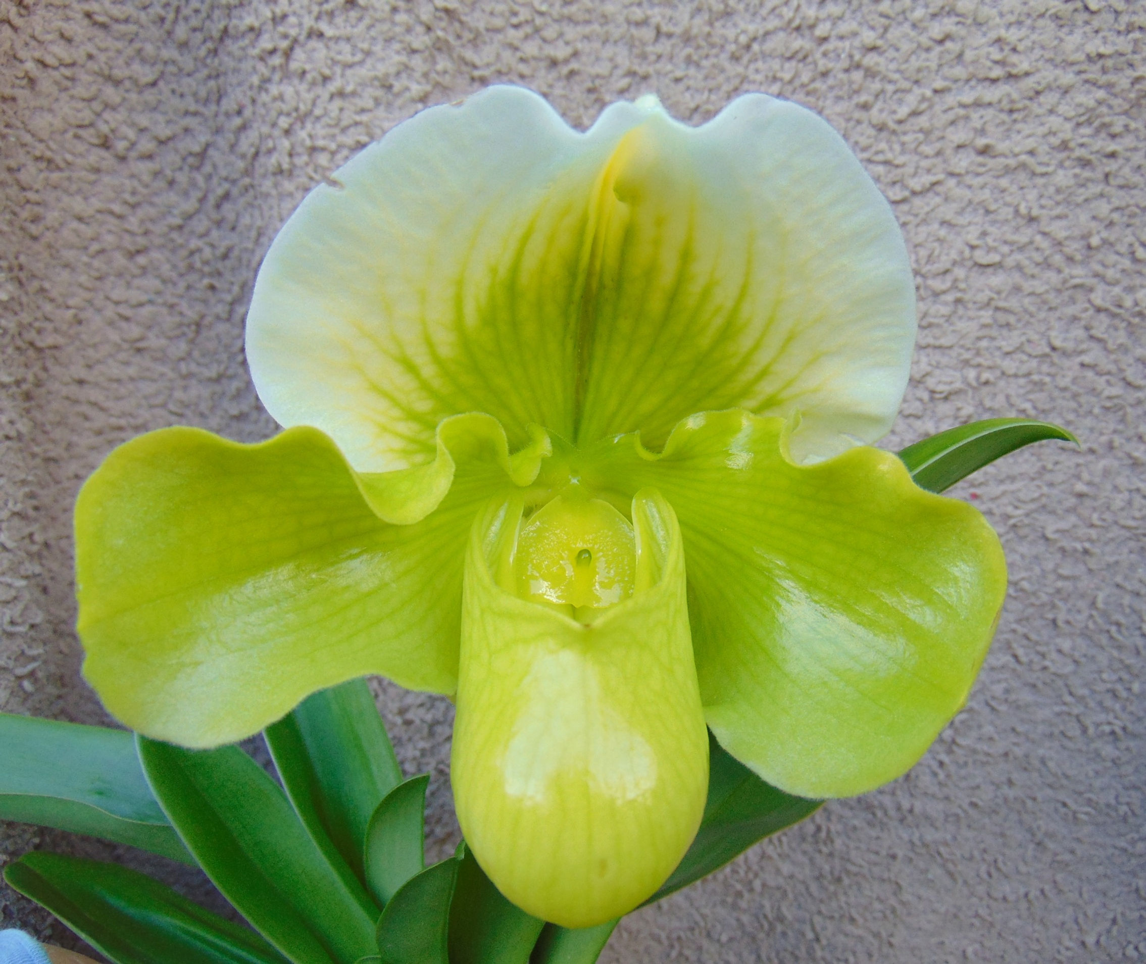 Paphiopedilum hybrid