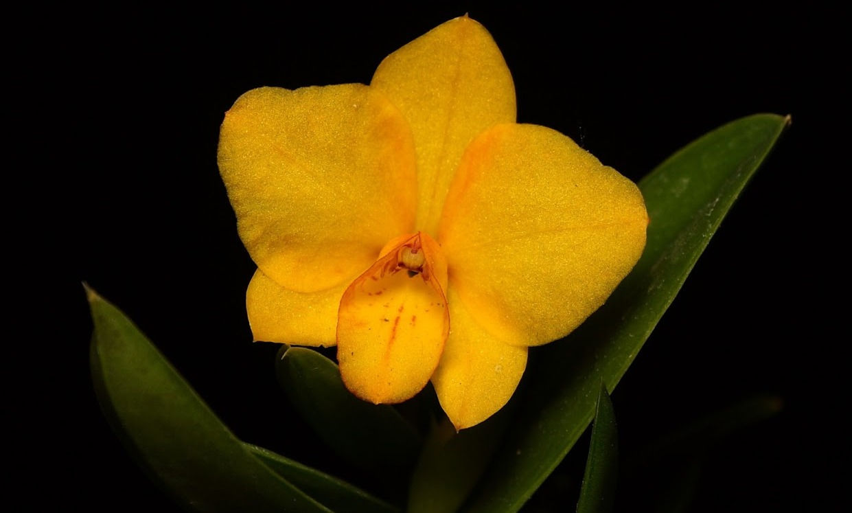 Cattlianthe Faikon Ball