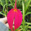 Thumbnail: Masdevallia coccinea
