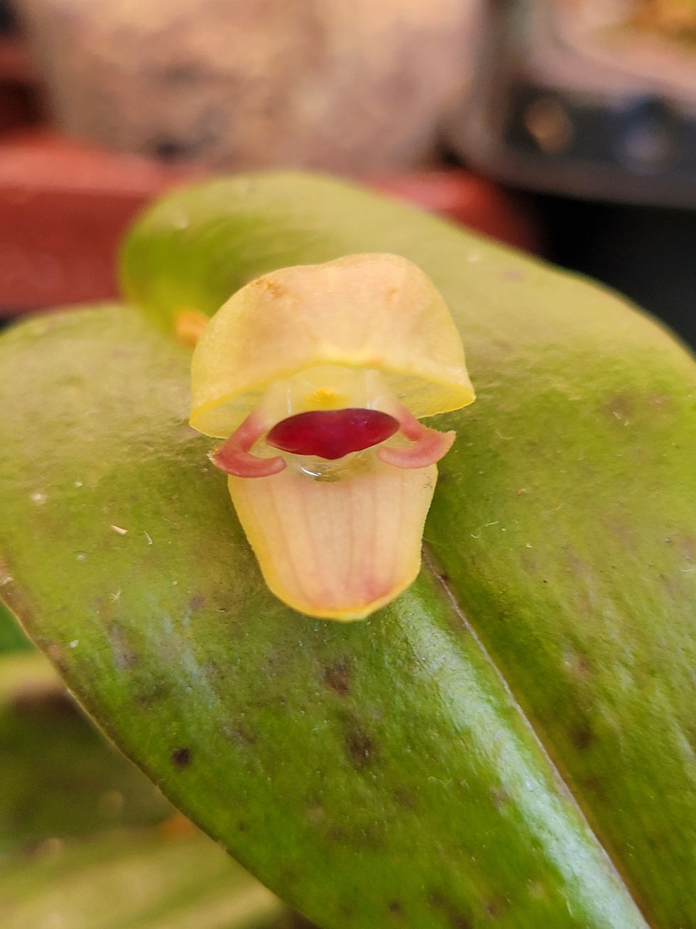 Thumbnail: Pleurothallis palliolata