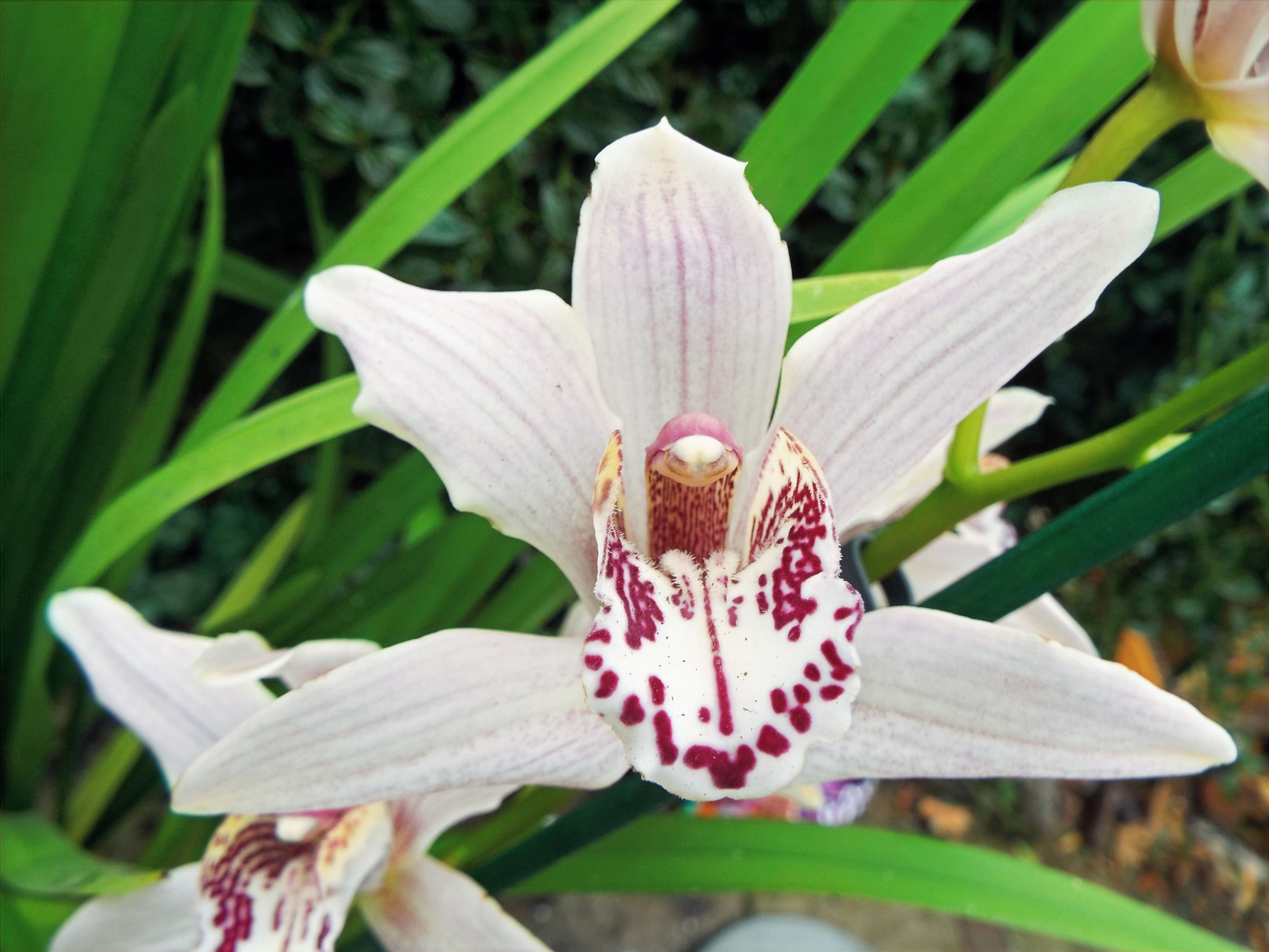 Cymbidium hybrid (AC)
