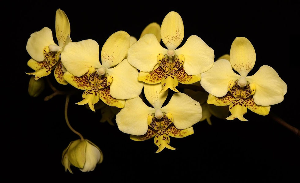 Thumbnail: Phalaenopsis stuartiana nobilis