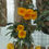 Thumbnail: Dendrobium jenkinsii
