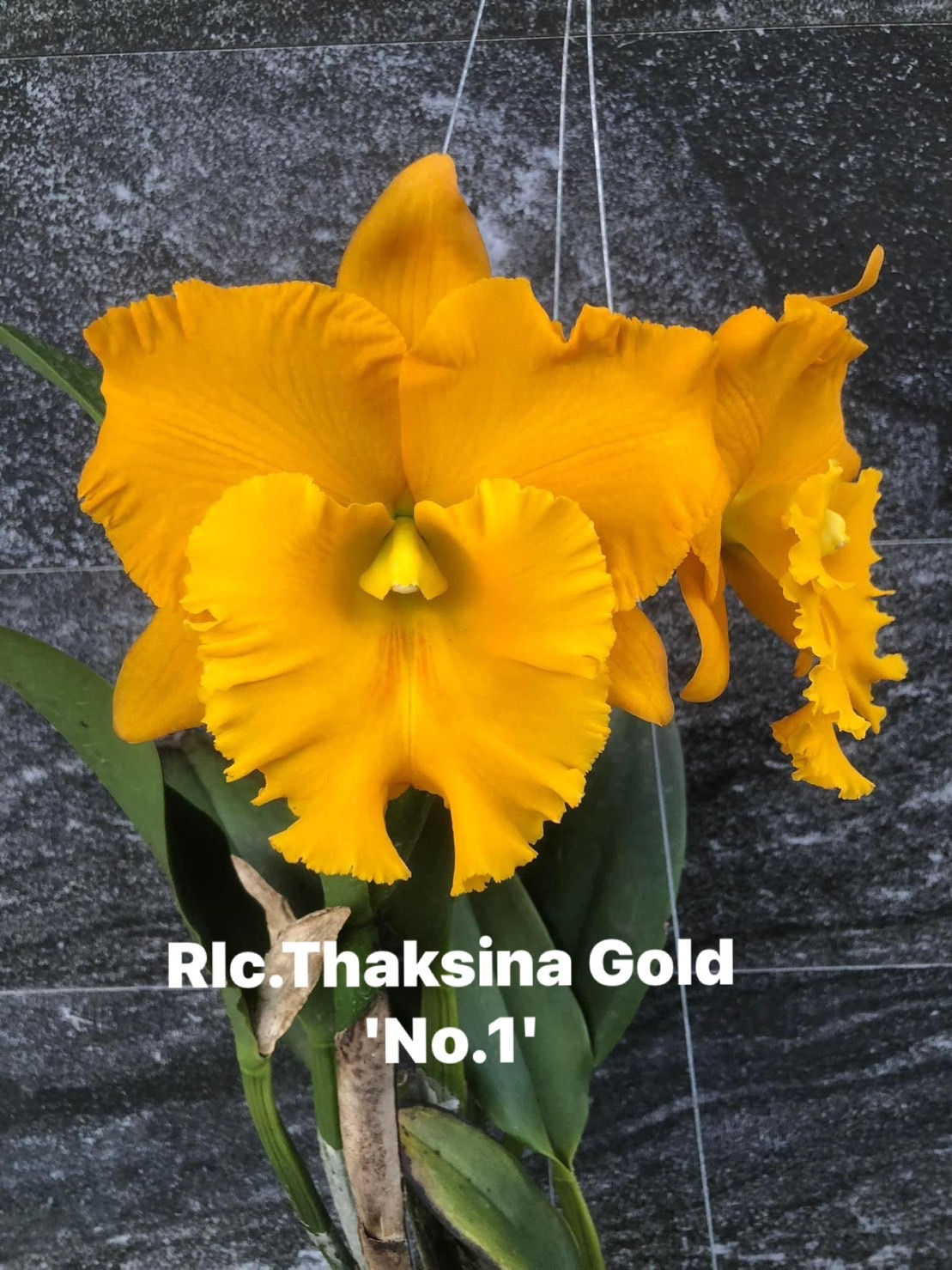 Cattleya/ Rlc. Thaksina Gold No1