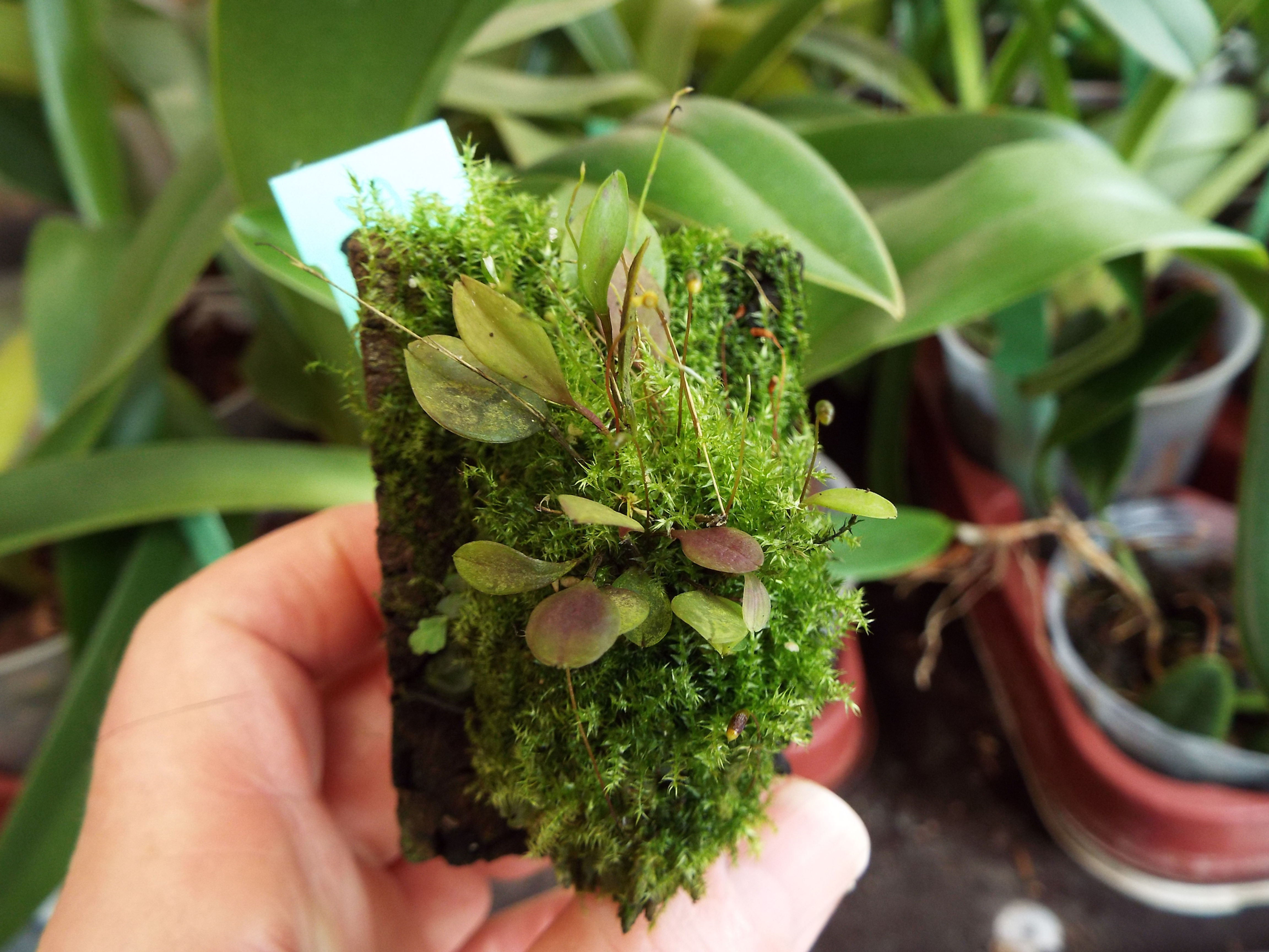 Lepanthes guatemalensis 'Orange'