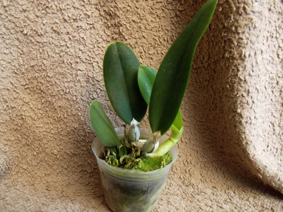 Thumbnail: Cattleya Mini Purple v. coerulea