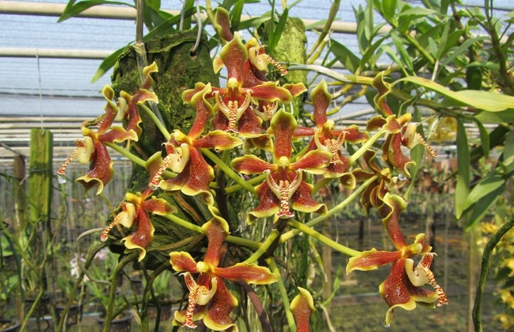 Paraphalaenopsis labukensis