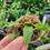 Thumbnail: Pleurothallis truncata