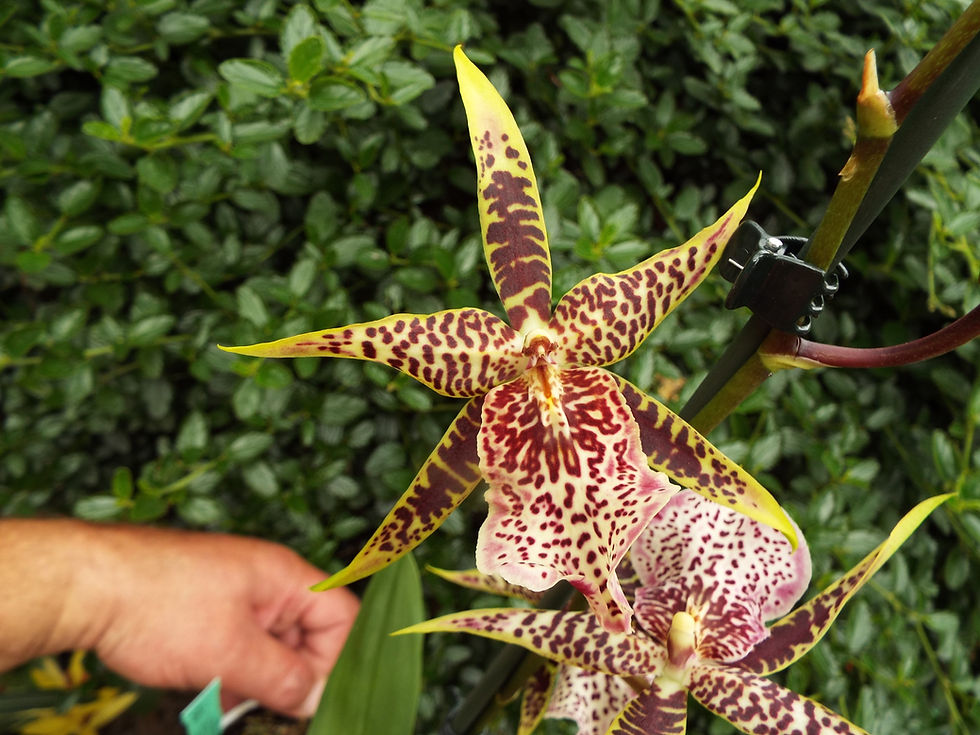 Thumbnail: Miltassia hybrid (MA)