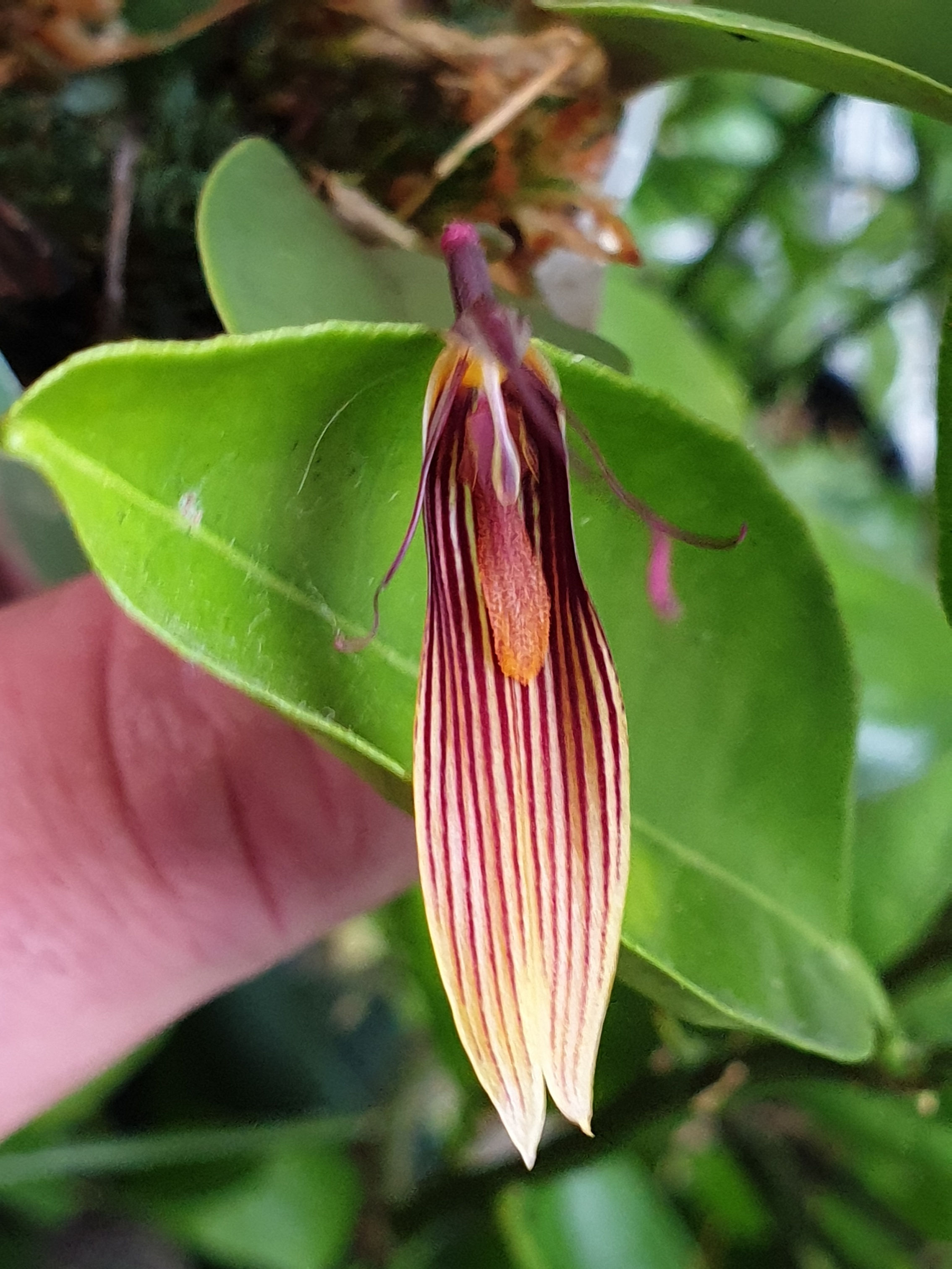 Restrepia brachypus