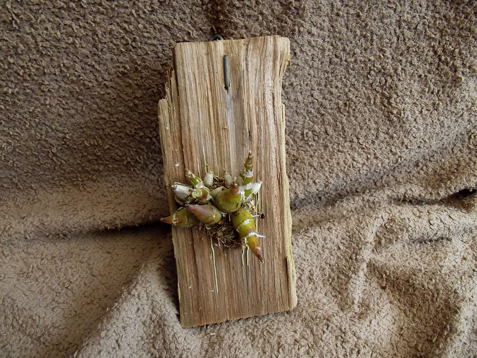 Thumbnail: Dendrobium delacourii