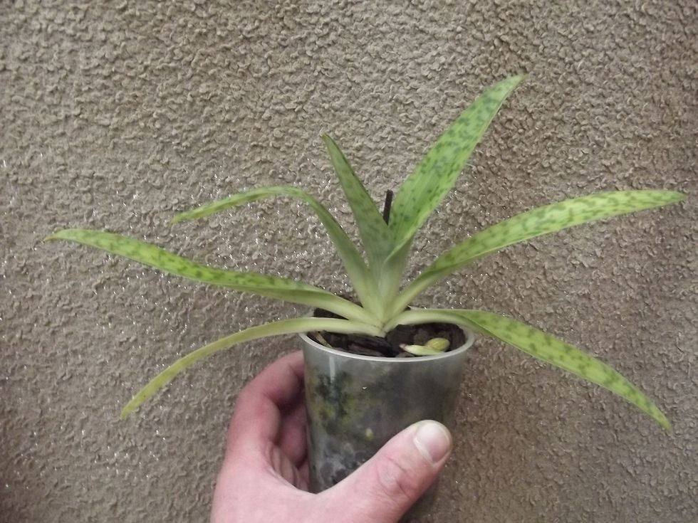 Thumbnail: Paphiopedilum javanicum