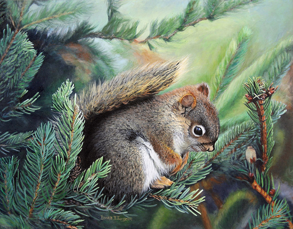 Baby Red Squirrel
