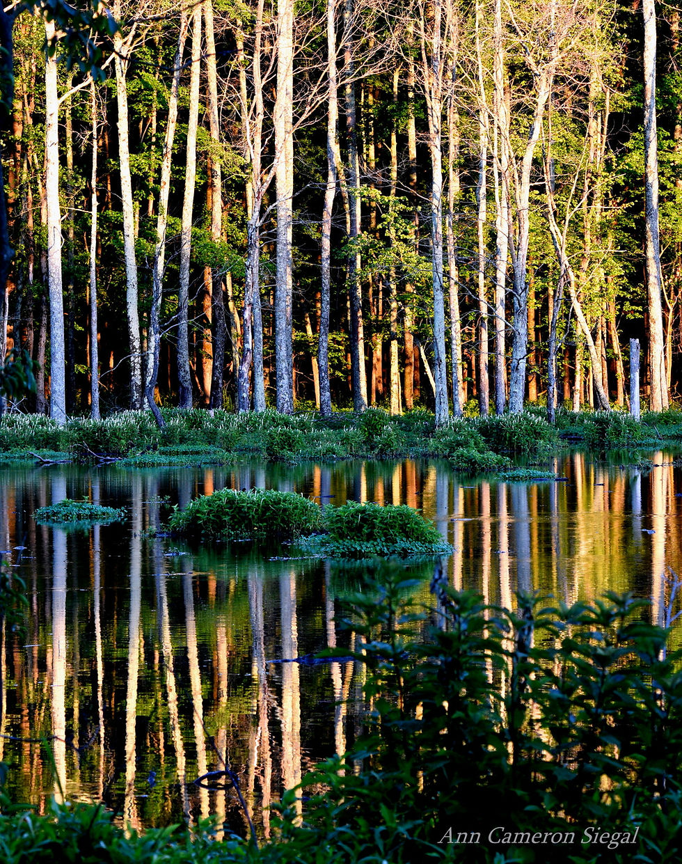 HM beavers June 2022 (1)