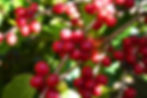 326ee9_b88d3e27dc7444779d8420249f92ce8c.