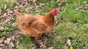 🐔 Avoir des poules à la maison : ce que ça me coûte… et tout ce que ça m’apporte