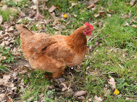 🐔 Avoir des poules à la maison : ce que ça me coûte… et tout ce que ça m’apporte