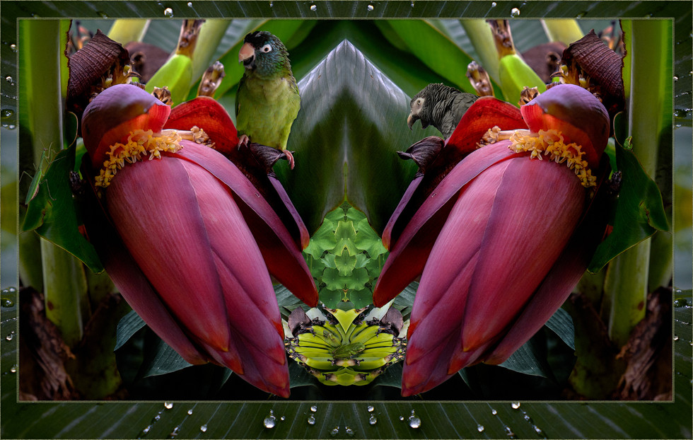 Bananas